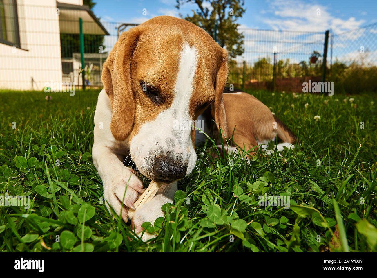 Cane Beagle masticare trattare al di fuori su di un'erba nel giardino pureb Foto Stock