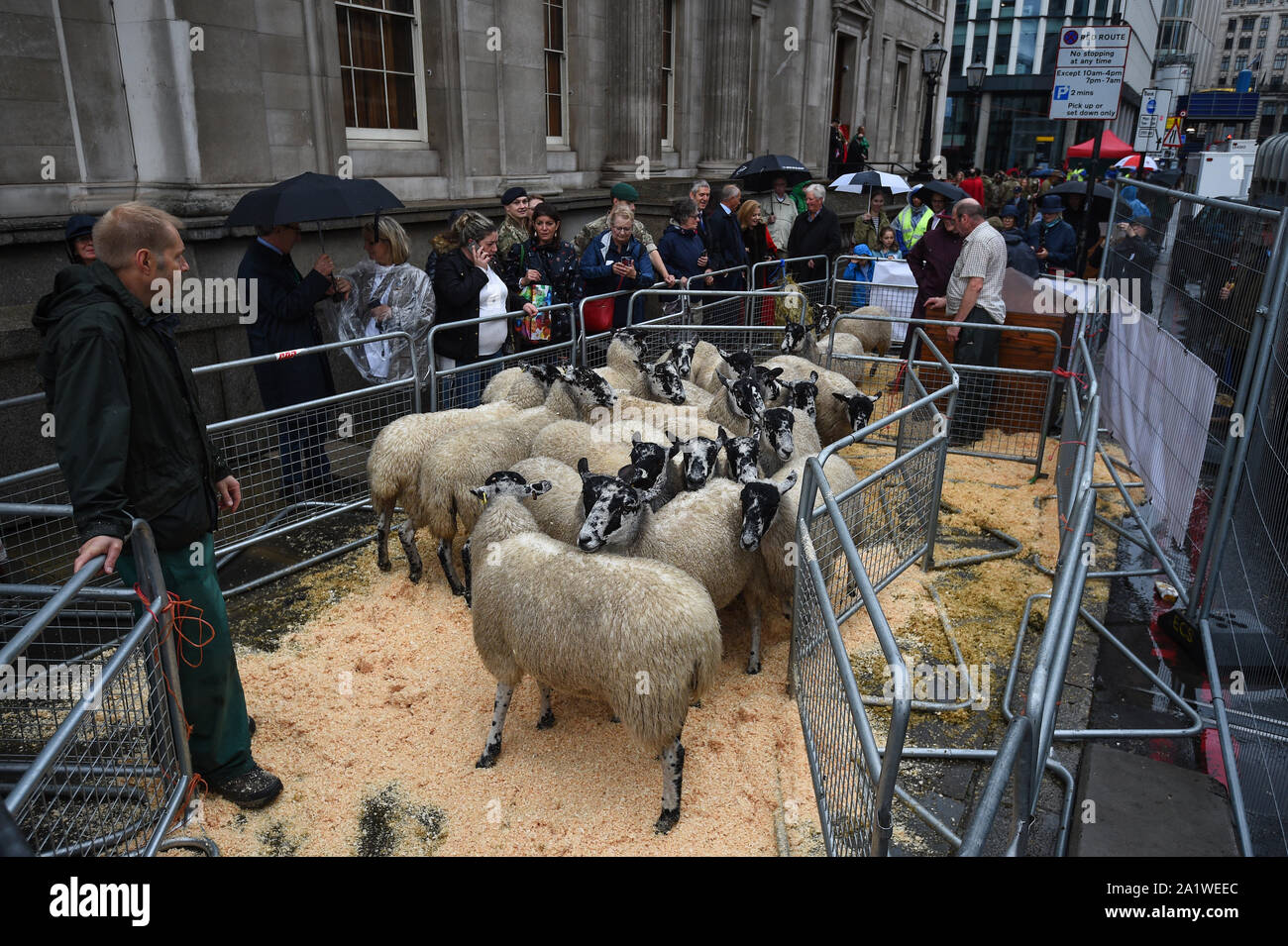 Pecore attendere in una penna prima di essere guidati attraverso il London Bridge da 600 Freemen della città di Londra come prendere il diritto storico. Foto Stock