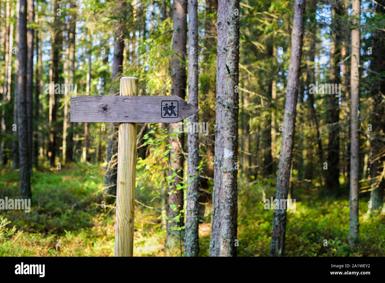 Escursioni in legno segnavia in estone foresta alla soleggiata giornata autunnale Foto Stock