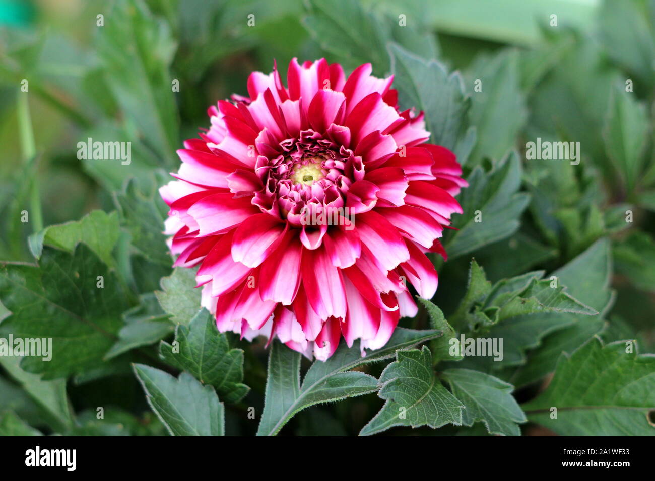 Fioritura di aprire completamente il Dahlia tuberosa folte piante erbacee perenni pianta con grande rosso scuro e fiore bianco contenente più strati di petali freschi Foto Stock