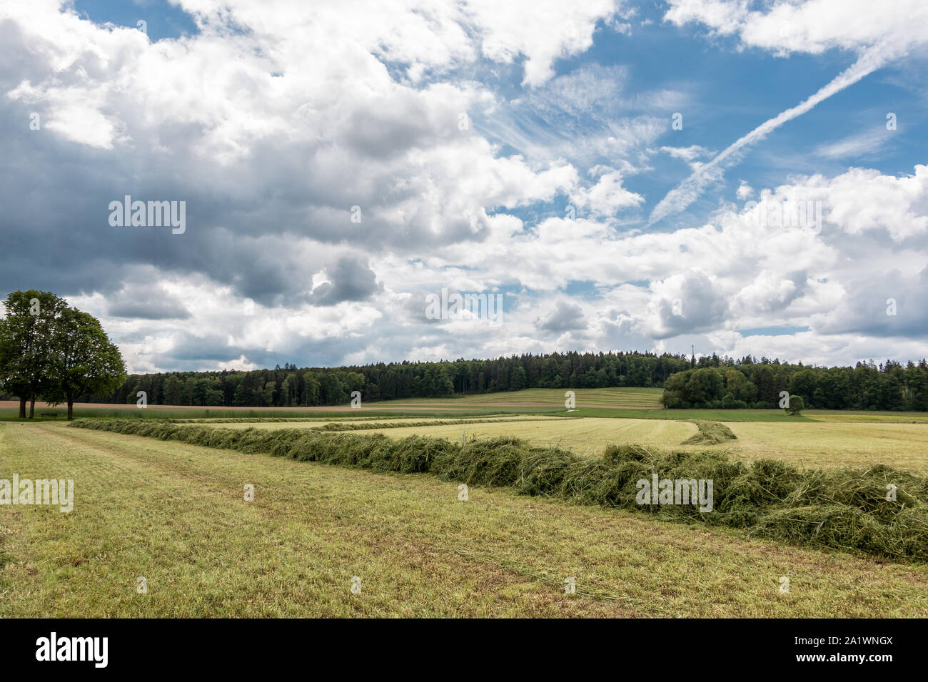 Grande prato con erba tagliata nel mezzo della campagna tedesca Foto Stock