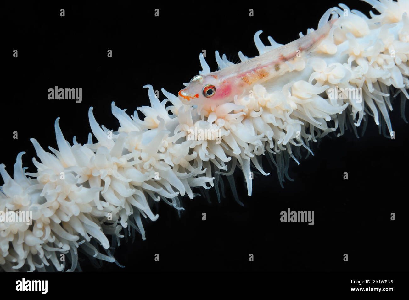 Frustino coral ghiozzo è seduta su una frusta (filo) di corallo, Panglao, Filippine Foto Stock