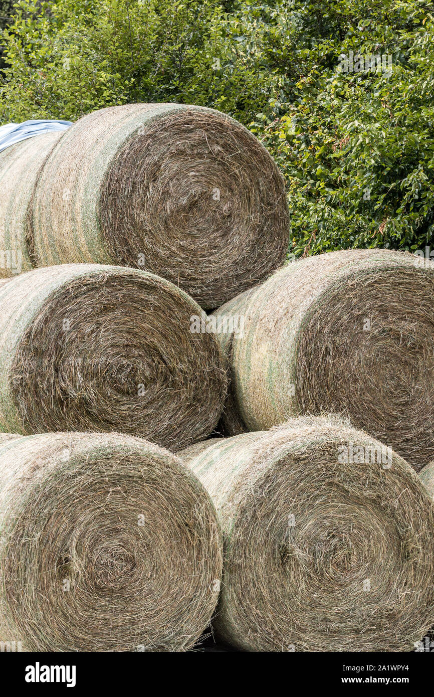 Alimenti per animali sul campo di un'azienda agricola Foto Stock