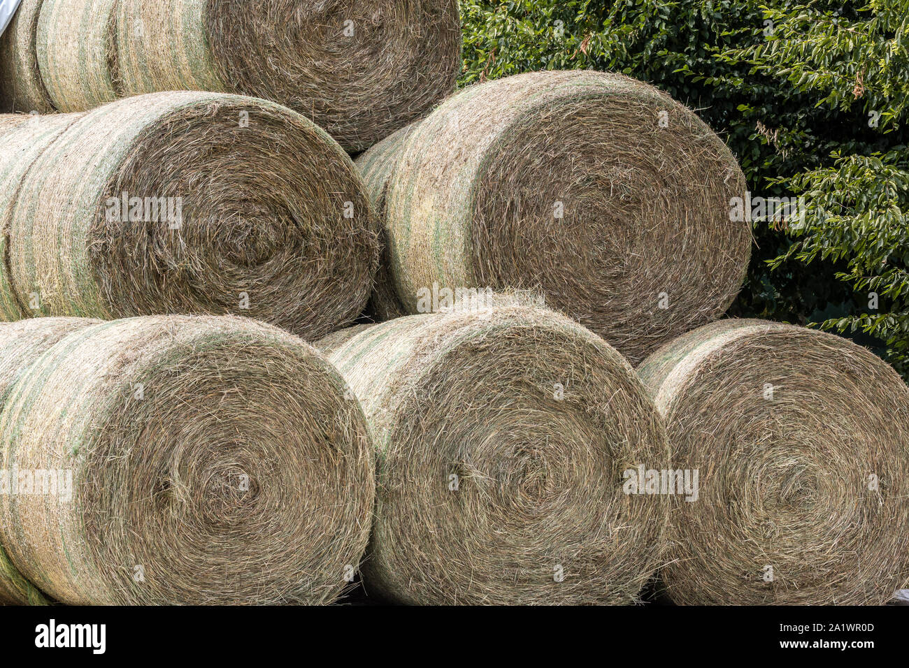 Alimenti per animali sul campo di un'azienda agricola Foto Stock