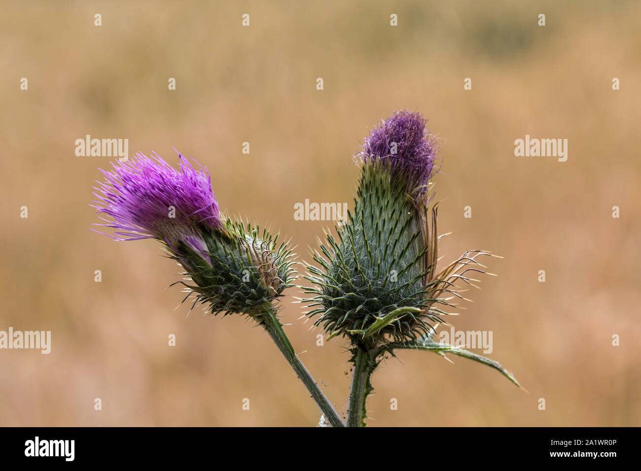 Violetta thistle sul campo dorato di grano Foto Stock