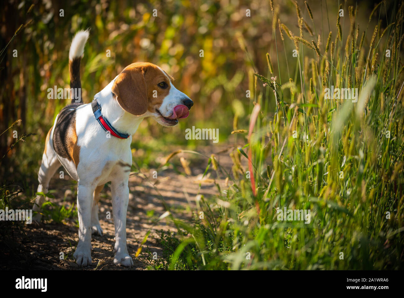 Il cane sta nell'erba alta in estate di sun. Beagle pet Foto Stock