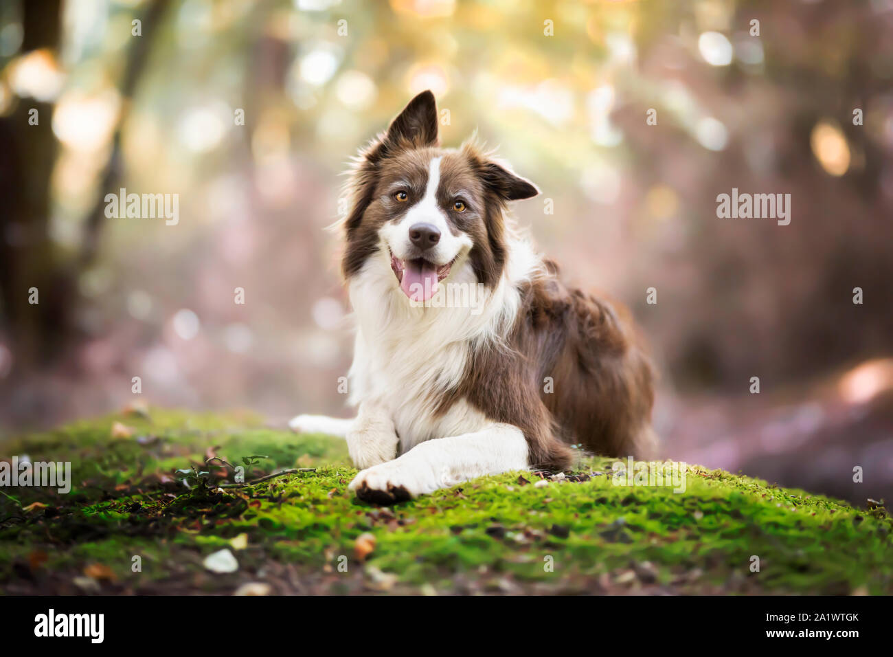 Border Collie in foresta Foto Stock