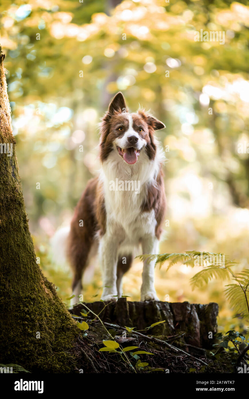 Border Collie in foresta Foto Stock