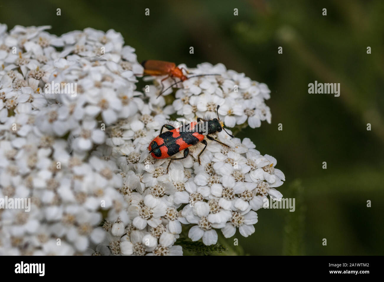 La visione del mondo di piccoli coleotteri su un fiore bianco Foto Stock
