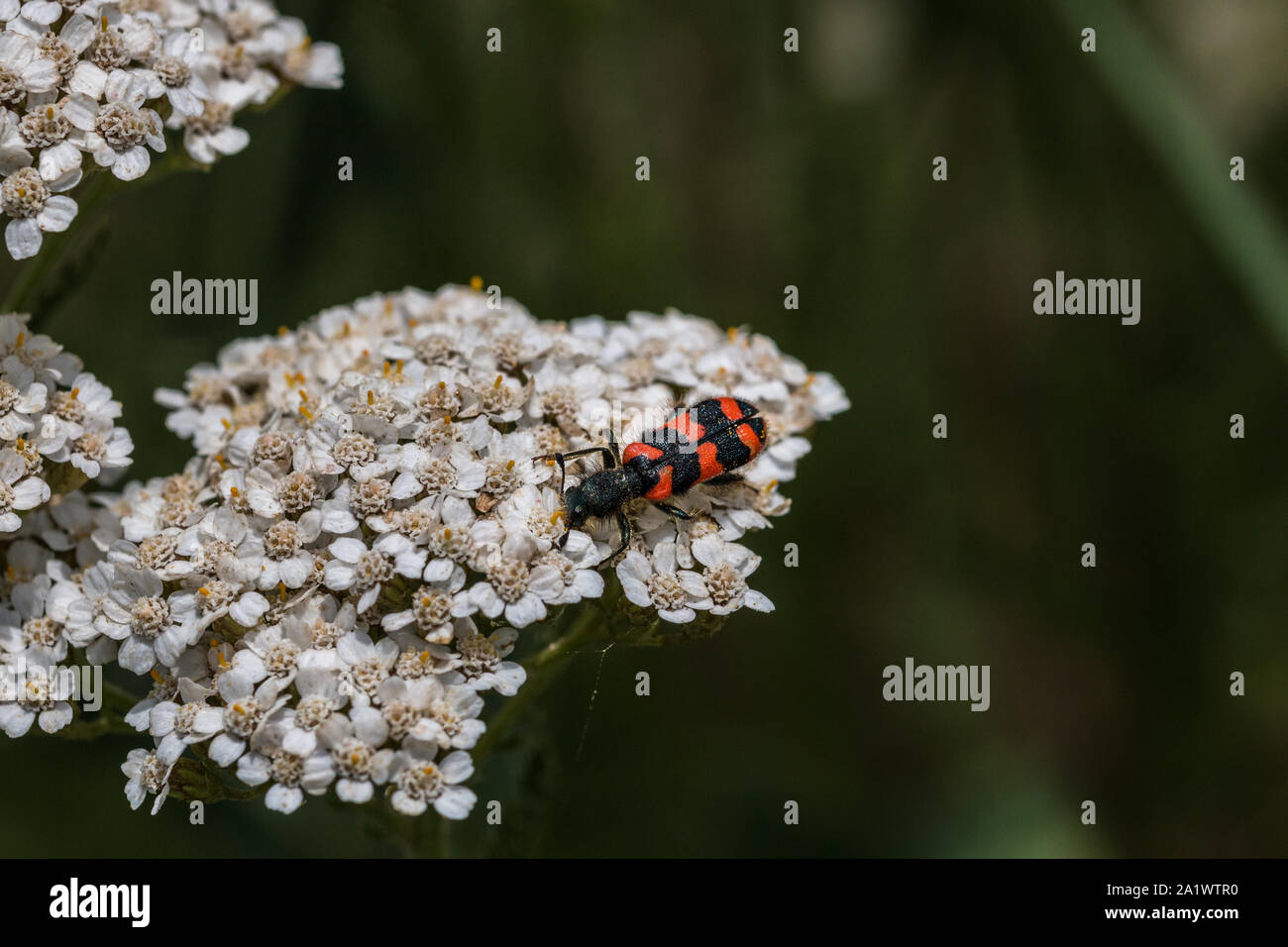 La visione del mondo di un piccolo scarabeo su un fiore bianco Foto Stock