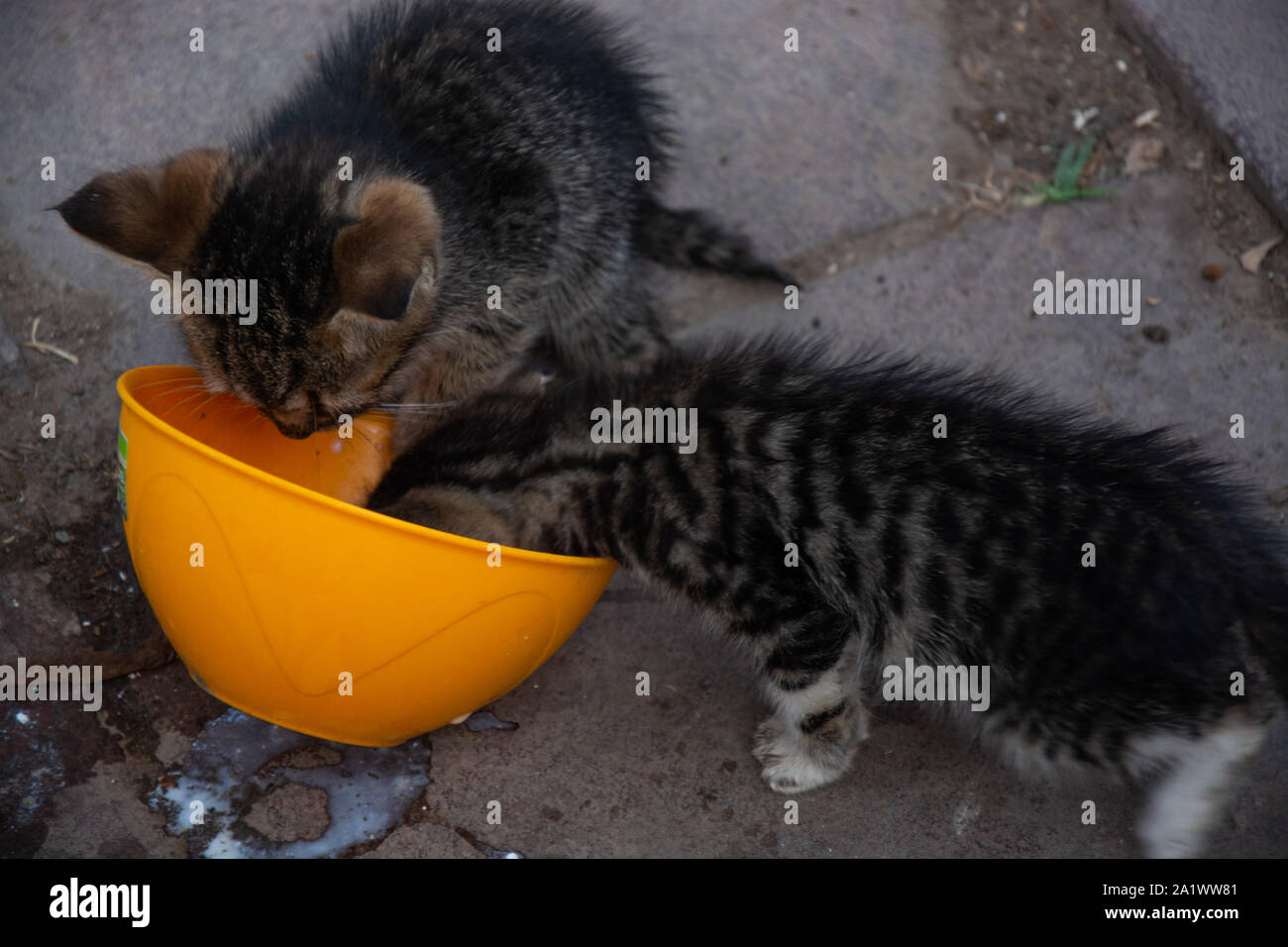 Player gattini nel parco di Antalya, Turchia Foto Stock