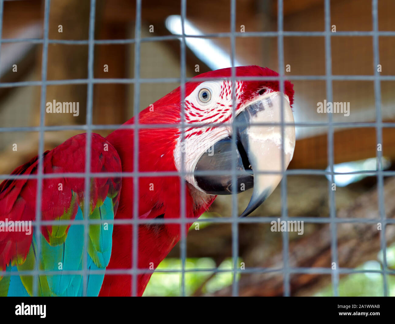 Caged rosso-verde Macaw (Ara chloropterus), noto anche come il verde-winged macaw. Il Texas del sud i Giardini Botanici. Il Corpus Christi, Texas USA. Foto Stock