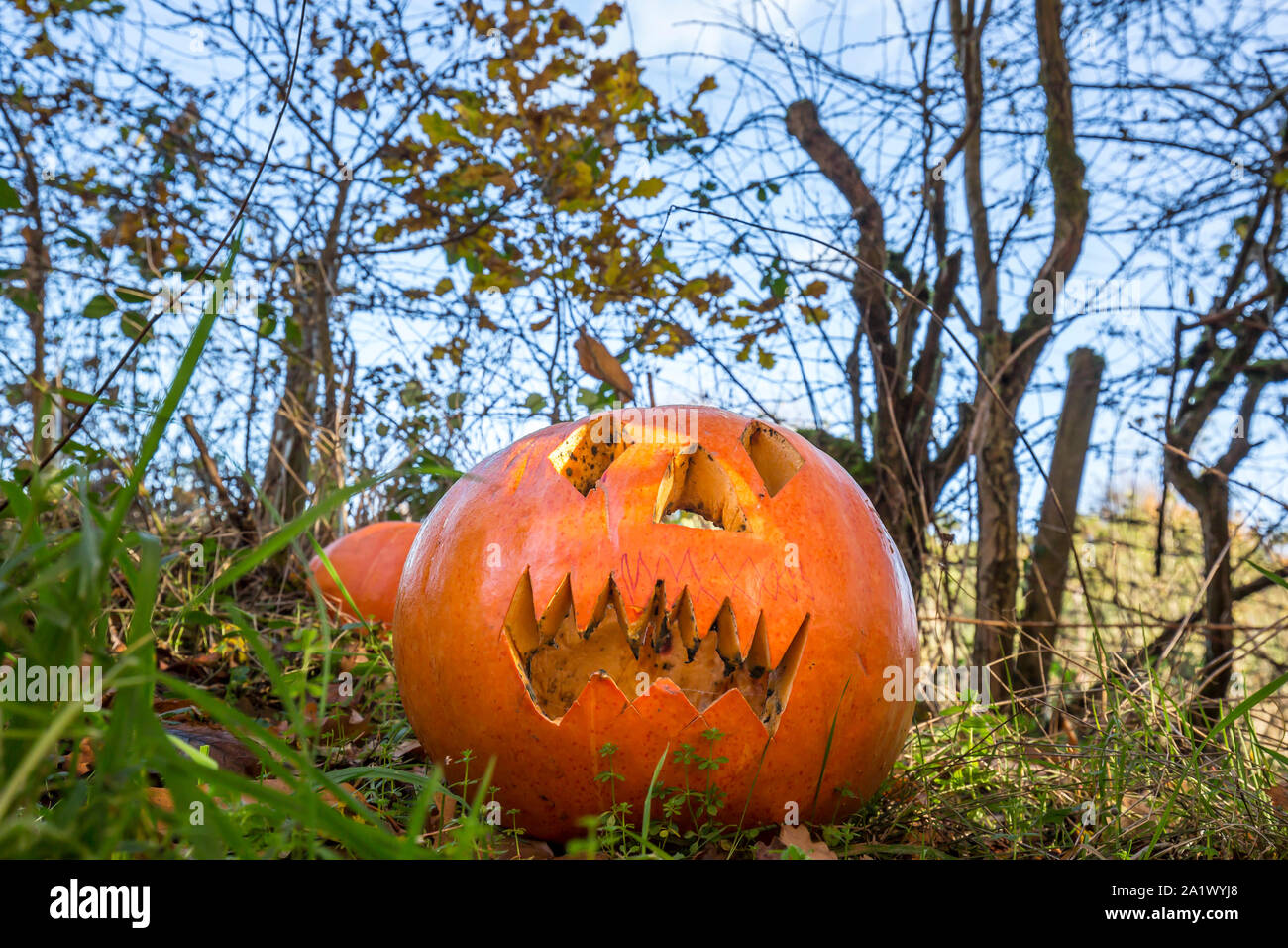 Zucche intagliate di Halloween con facce spaventose smaltite in Inghilterra dopo Halloween stagione parti sono finiti & oltre. Scarico dei rifiuti. Ribaltamento. Foto Stock