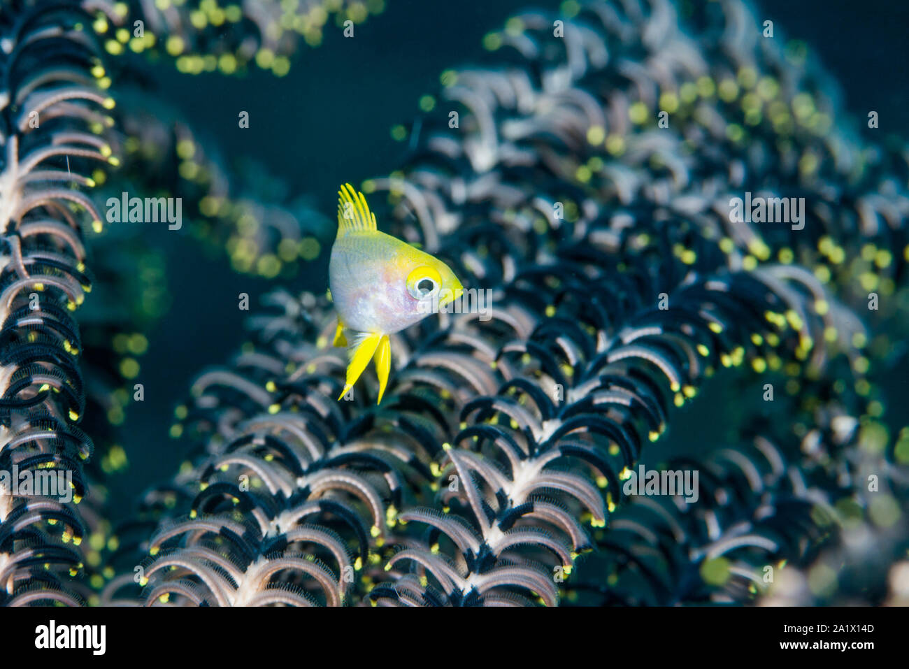 I capretti Golden fanciulla [Amblyglyphidodon aureus] con un crinoide o featherstar in background. Nord Sulawesi, Indonesia. Foto Stock