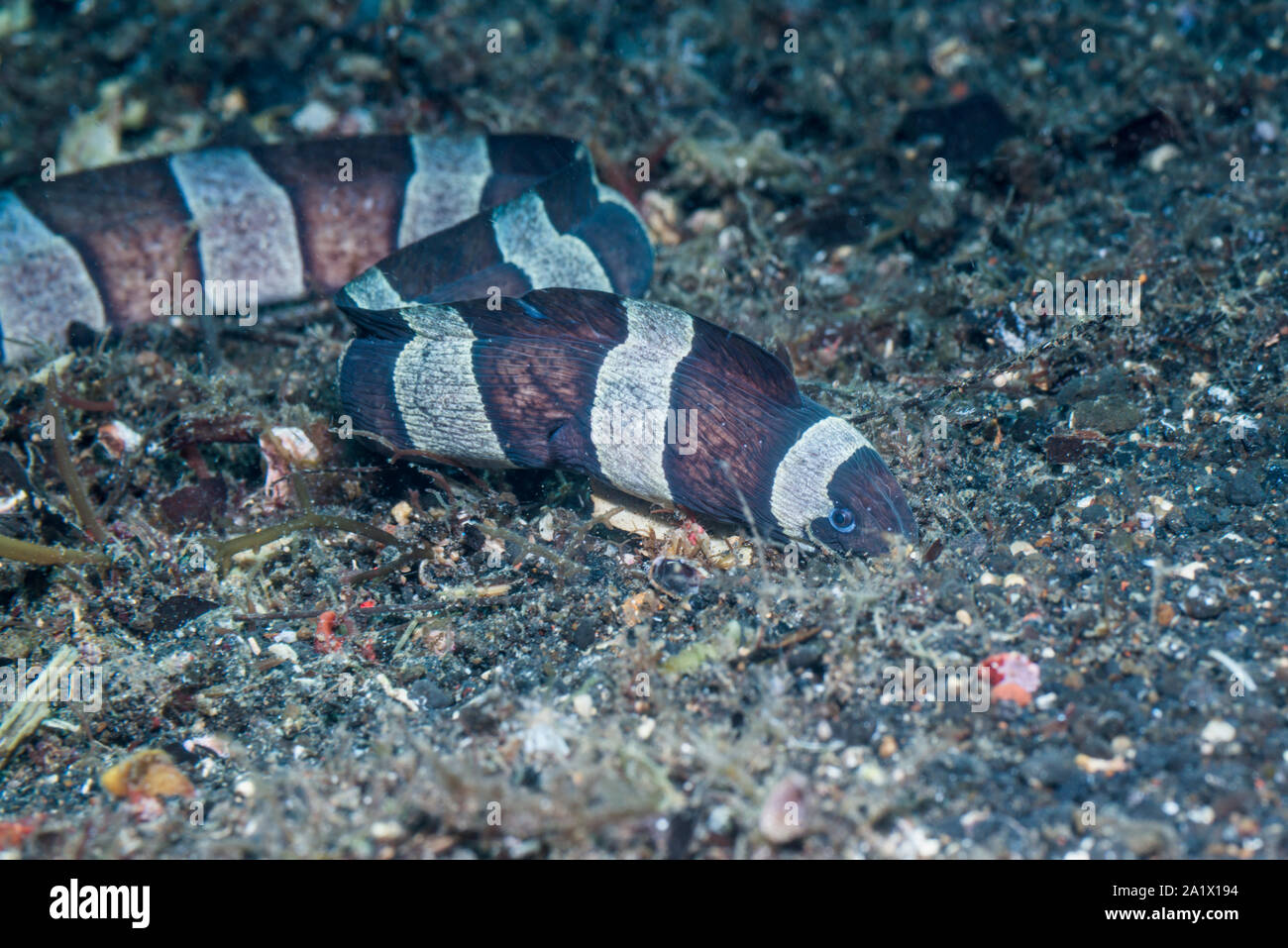 Nastrare o Arlecchino anguilla serpente [Myrichthys colombrinus]. Lembeh strait, Nord Sulawesi, Indonesia. Foto Stock
