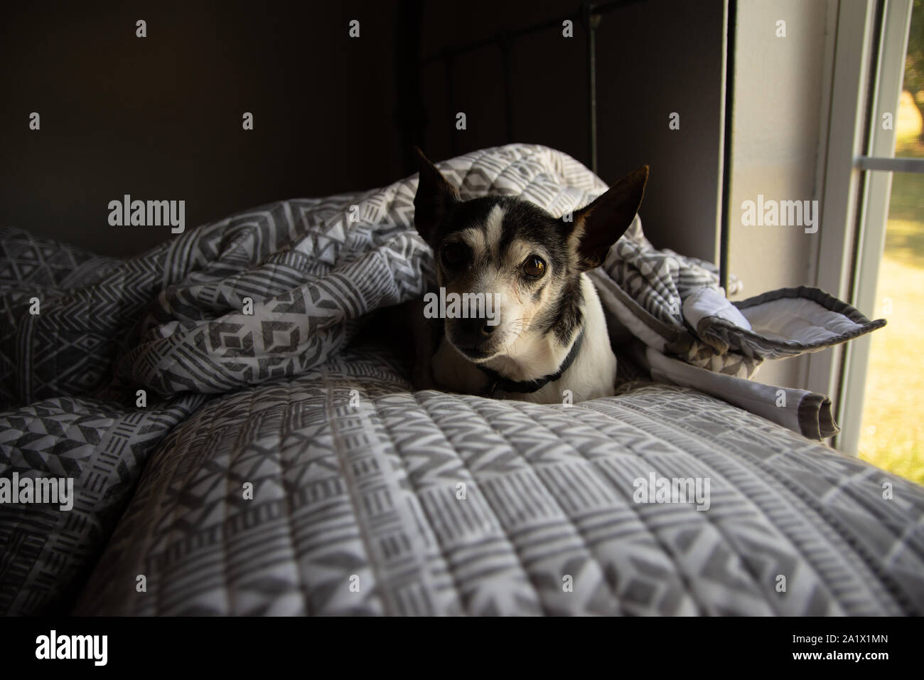 Giocattolo Antico Fox Terrier in appoggio su un letto. Foto Stock