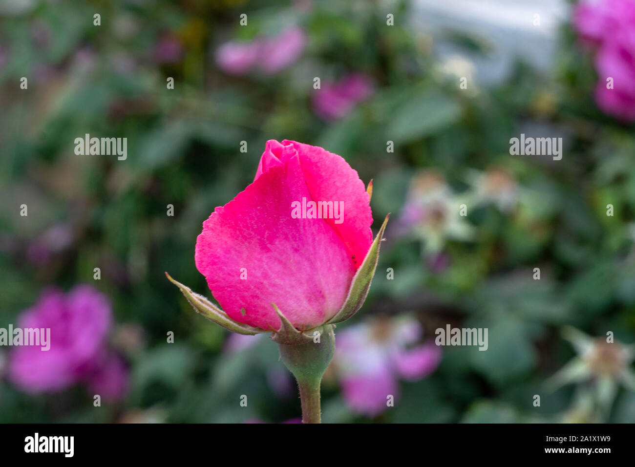 Una rosa di giardino Foto Stock