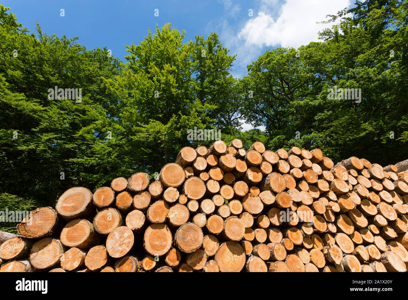 Woodpile nel bosco di latifoglie Foto Stock