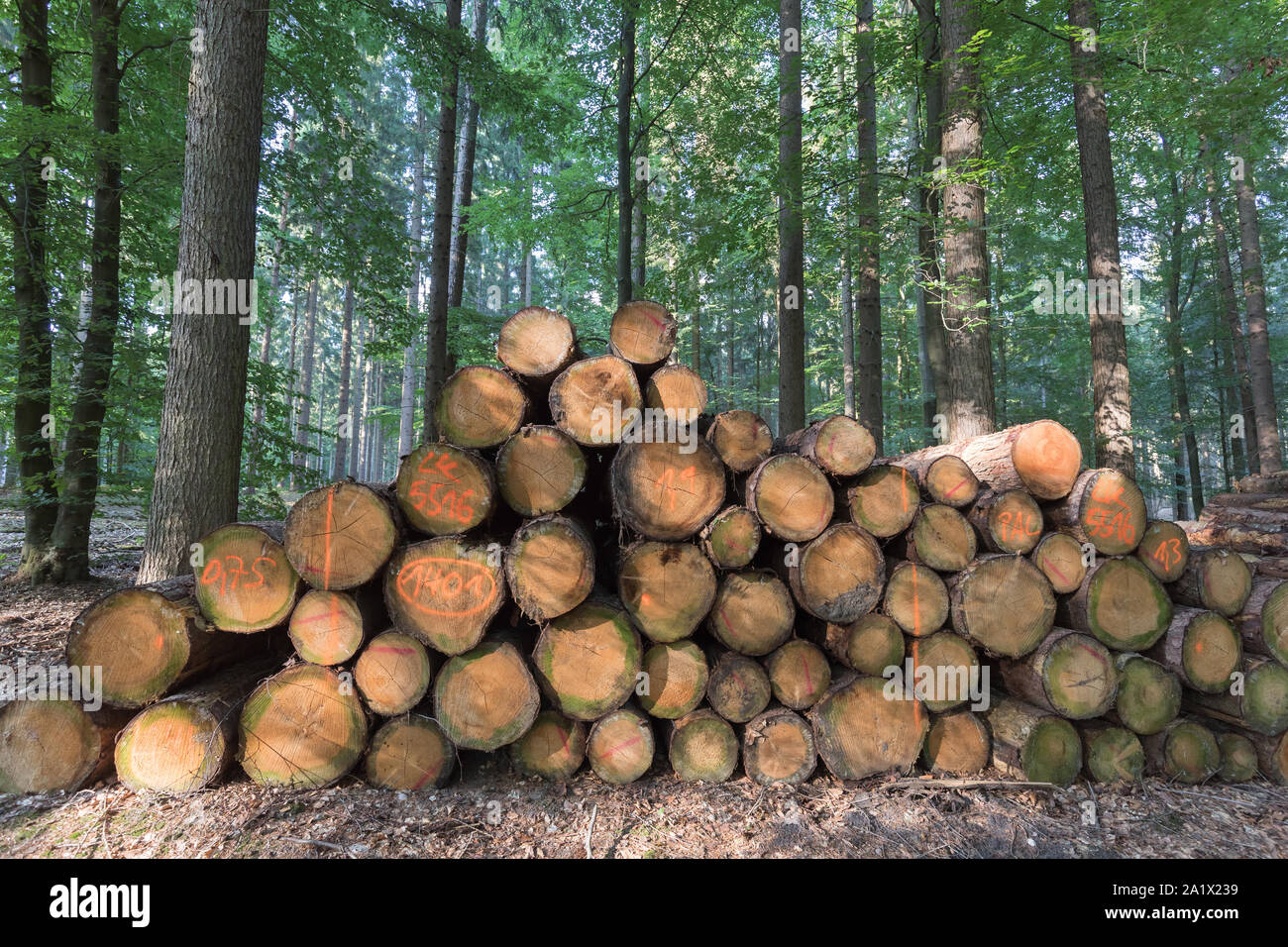 Palo di legno nel bosco di latifoglie Foto Stock