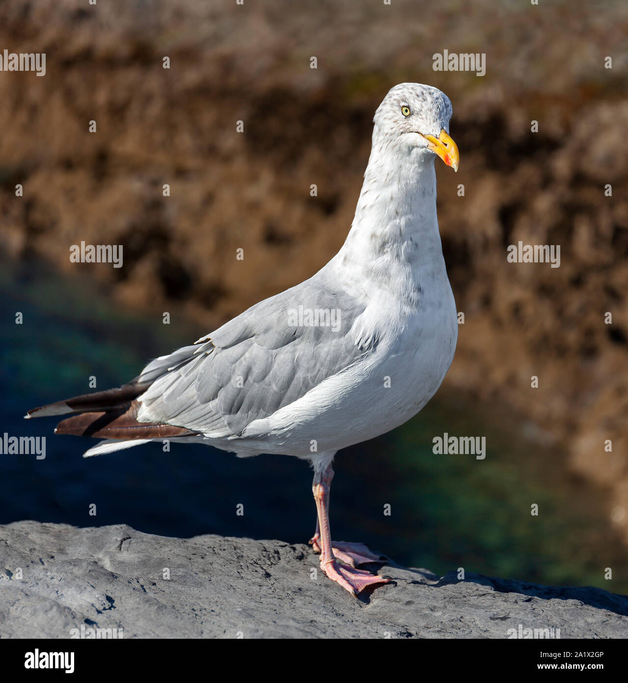 Herring Gull Larus argentatus, Mevagissey, Cornwall. Foto Stock