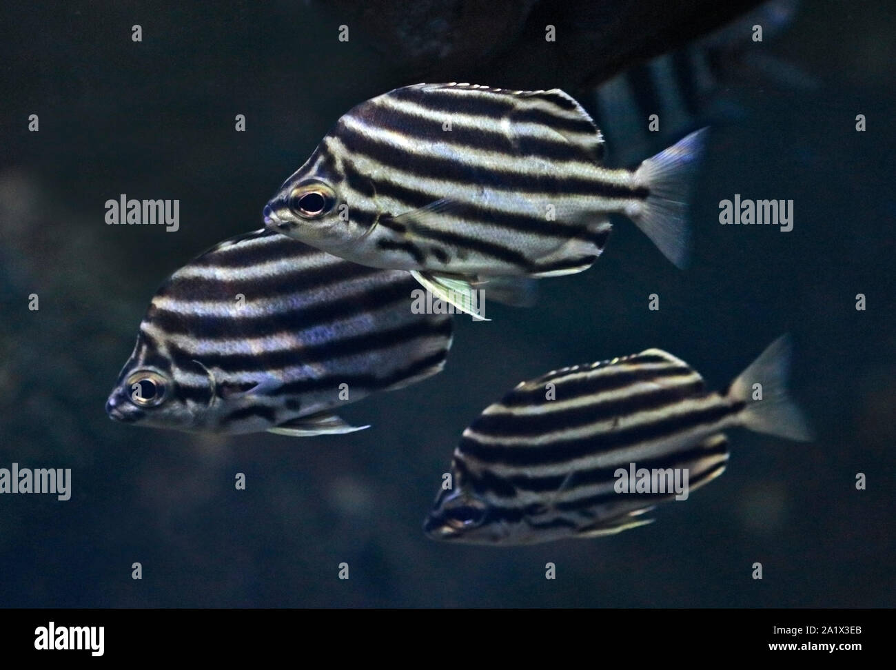 Stripey pesce (microcanthus strigatus) Foto Stock