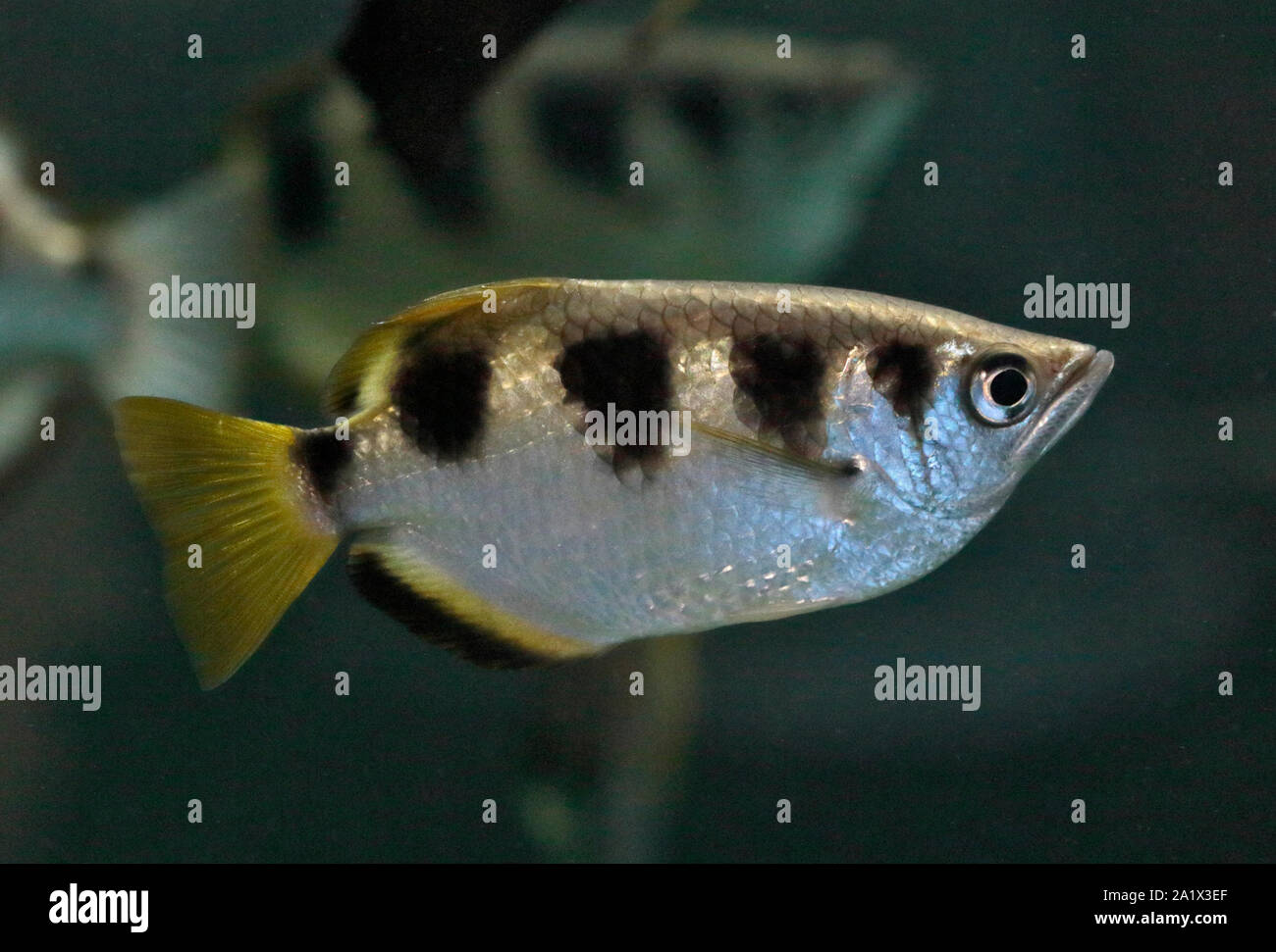 Pesce arciere (toxotes jaculatrix) Foto Stock
