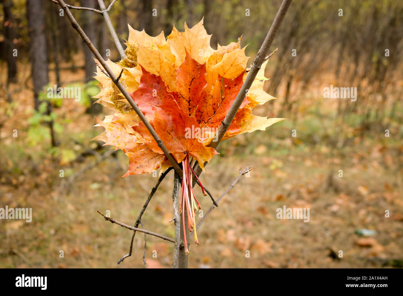 Un mazzo di fiori di colore giallo, arancione, rosso foglie di acero canadese contro lo sfondo di un bosco d'autunno. Sfondo sfocato. Autunno ancora in vita. Foto Stock