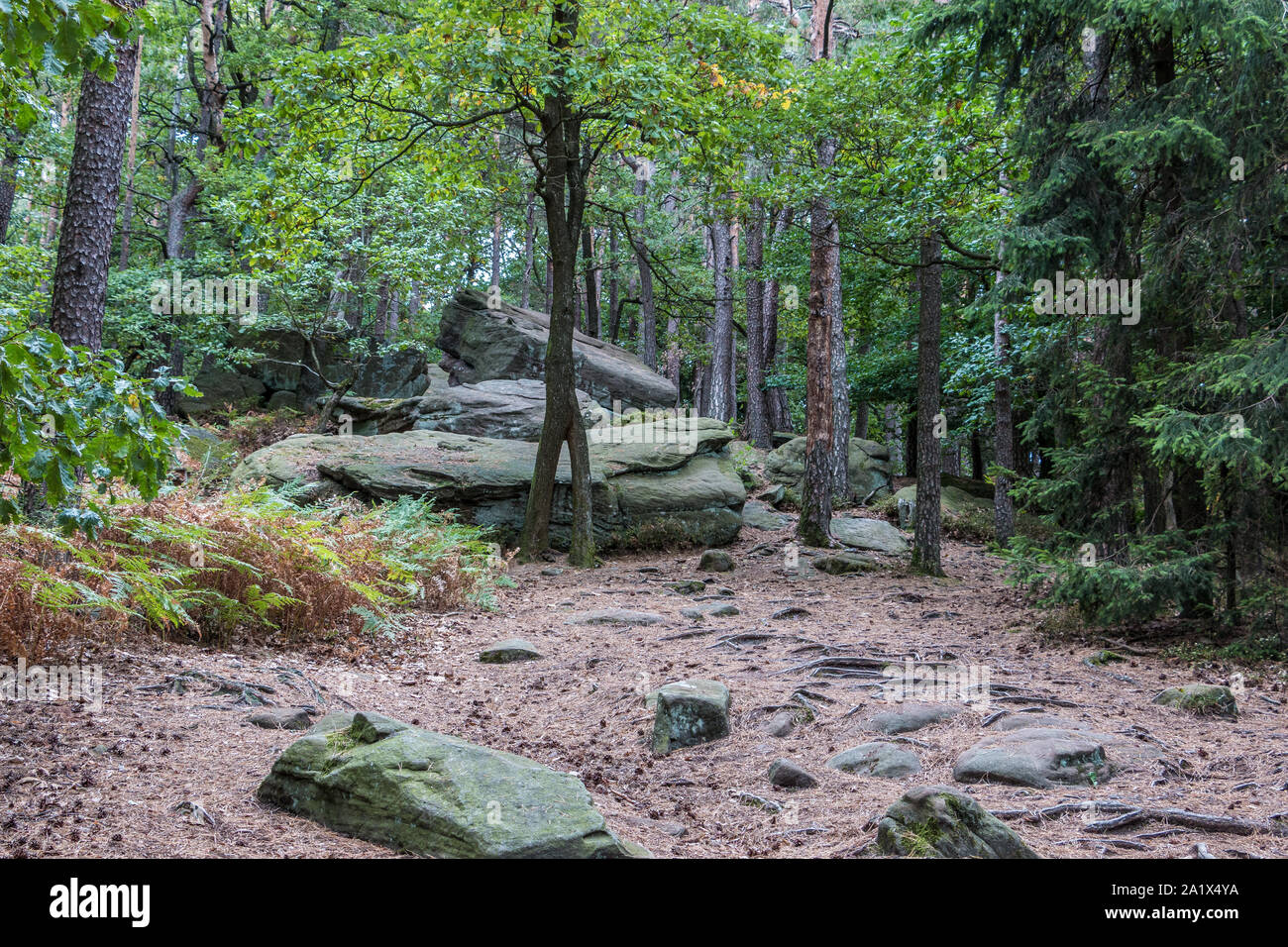 Le grandi rocce in mezzo al verde della foresta Foto Stock