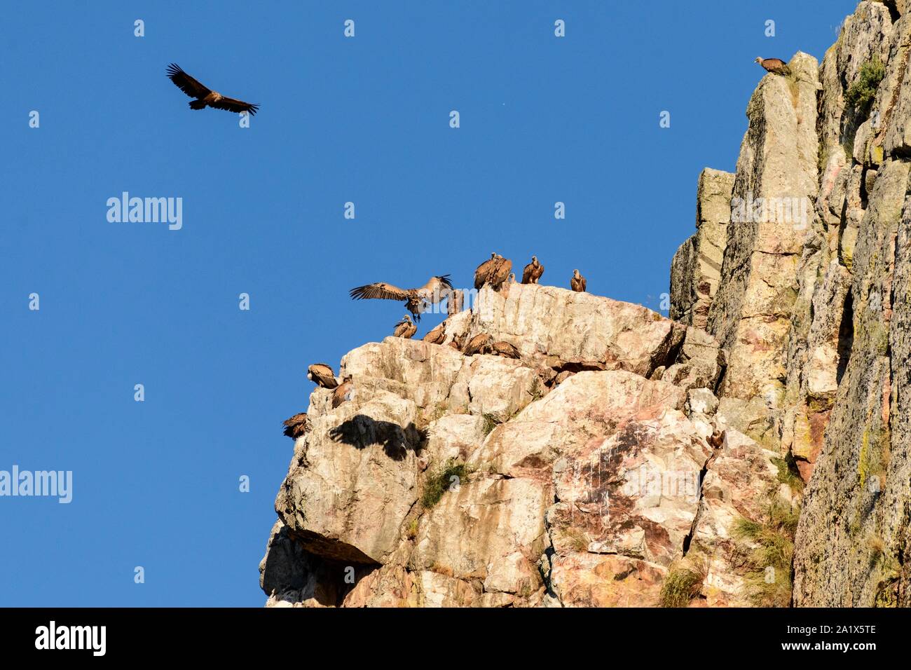 Grifone (Gyps fulvus), gregge al luogo di riposo sulla testa di roccia, Monfrague National Park, Estremadura, Spagna Foto Stock