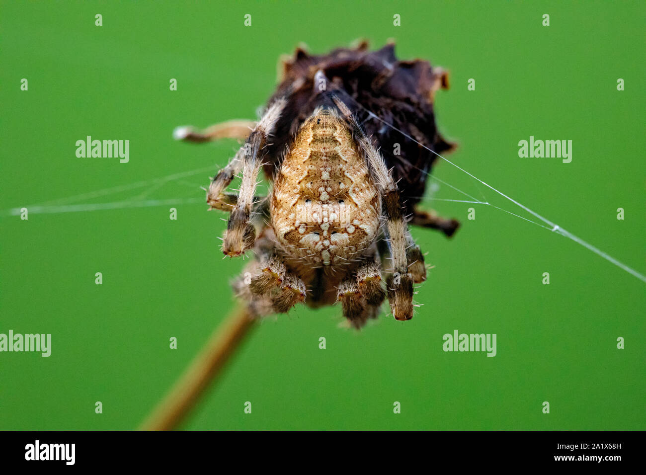 Croce Orb Weaver Spider appollaiato su un morto levetta di fiori selvaggi isolati su sfondo verde Foto Stock