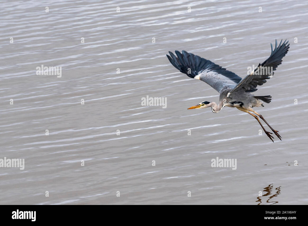 Heron in volo. Foto Stock