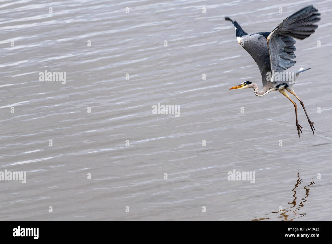 Heron in volo. Foto Stock