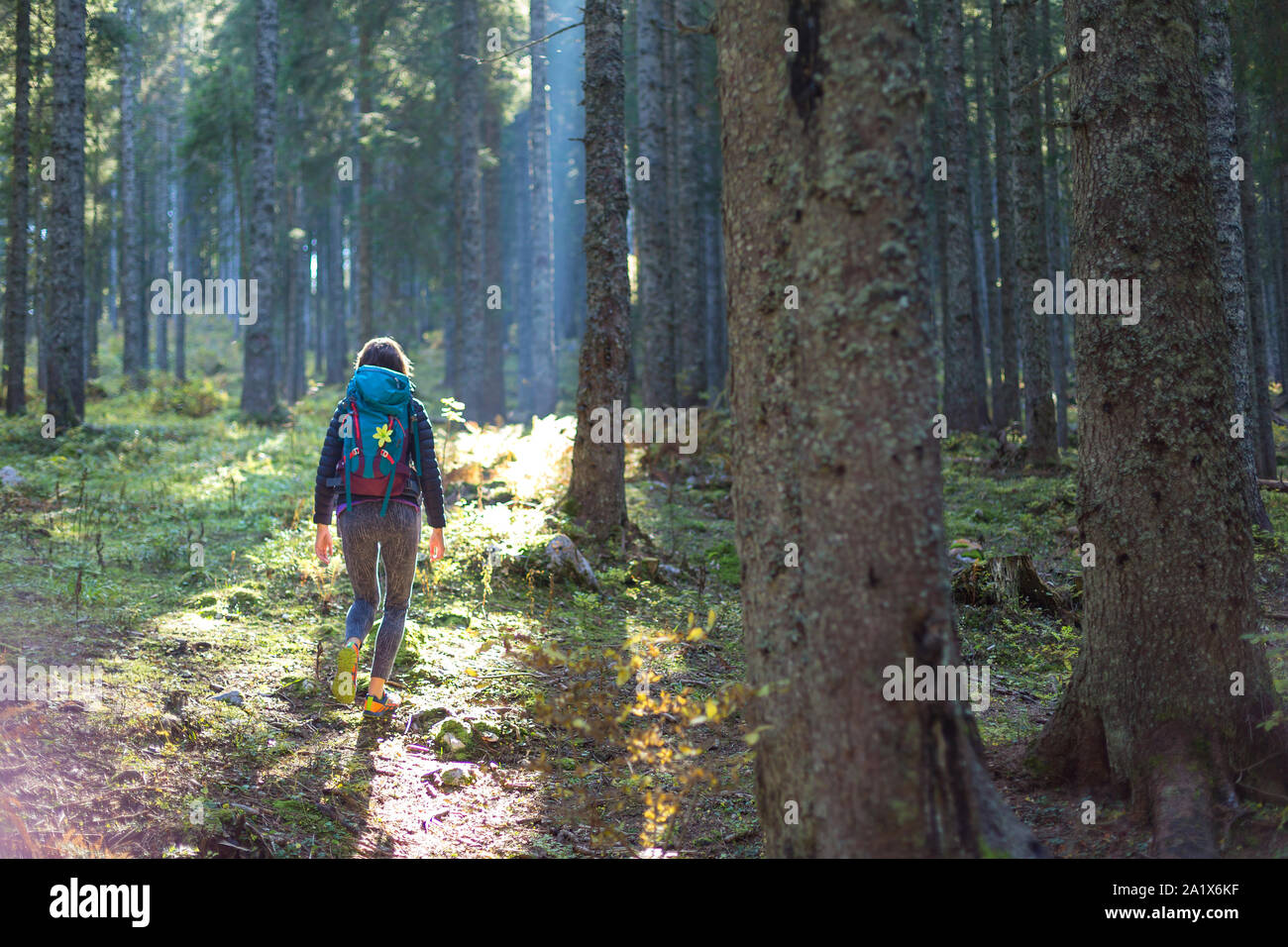Escursionista donna con zaino camminando sul percorso e esplorare estate bosco di abete rosso. Godersi la natura incontaminata. Foto Stock