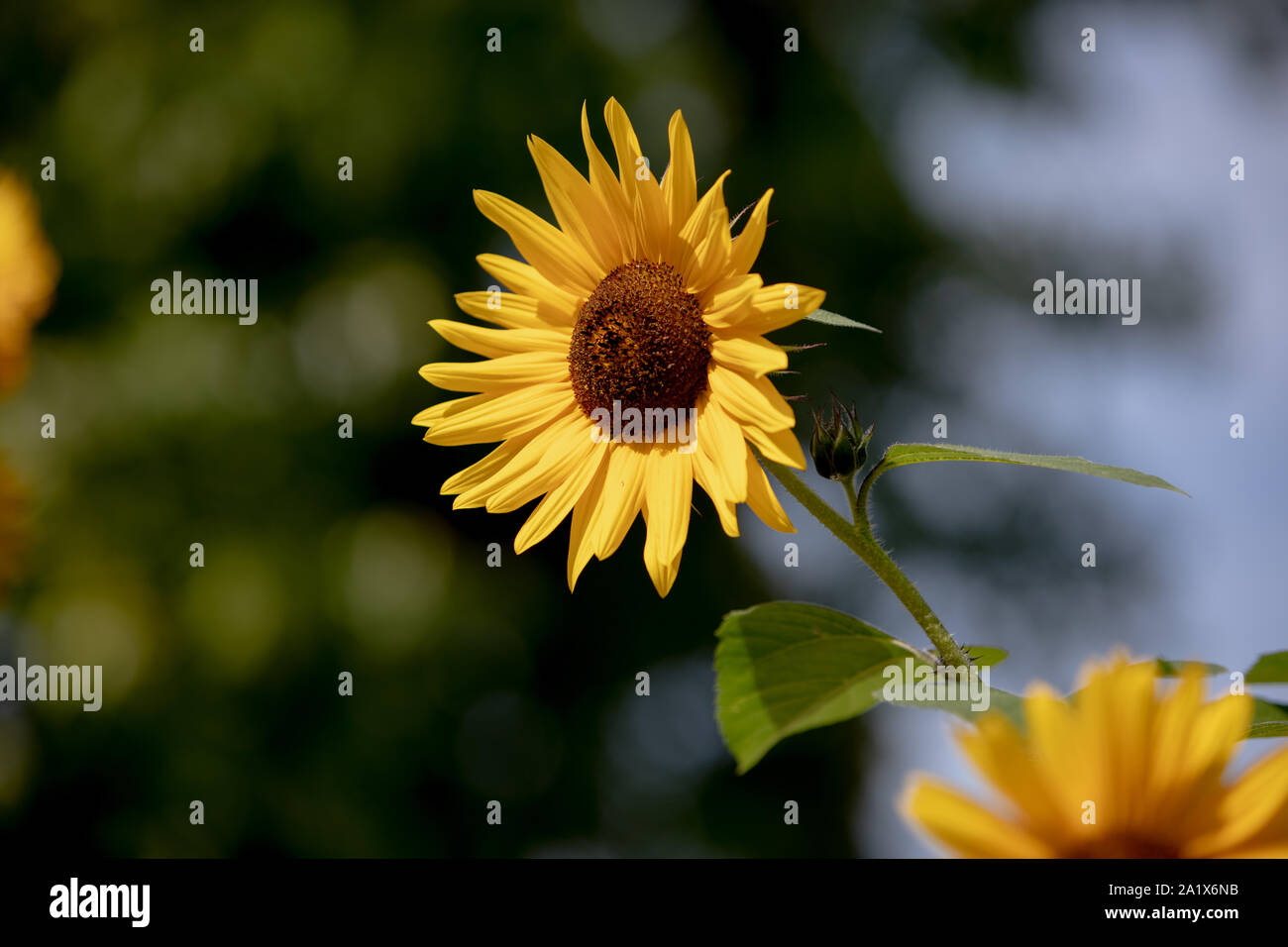 Nuova testa di girasole a metà pomeriggio in un pomeriggio soleggiato Foto Stock