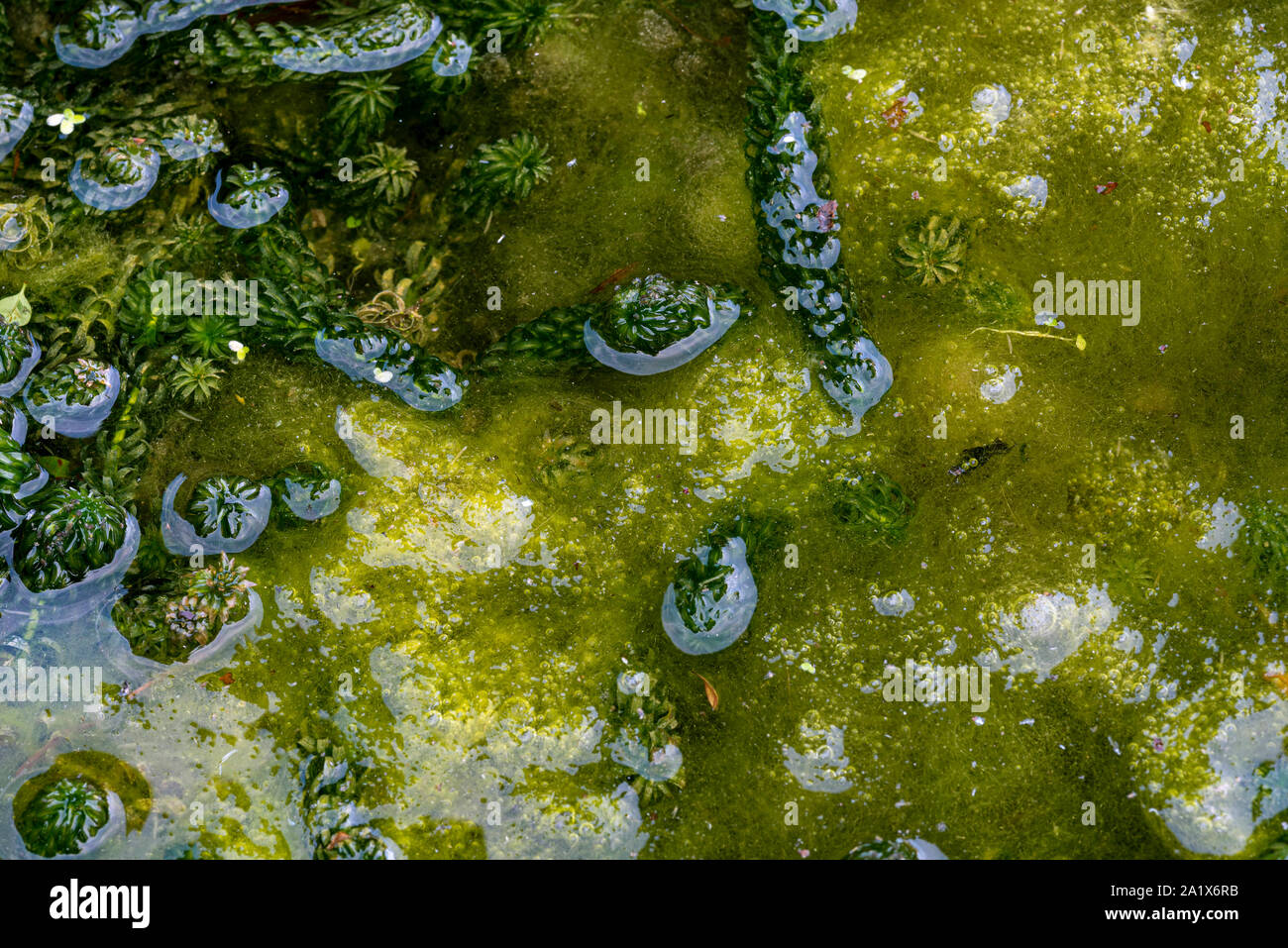 Coperta weed ,Spirogira adnate, lunga stringa alghe Cladophera, Rhizoclonium, Vaucheria ,Ulothrix Foto Stock