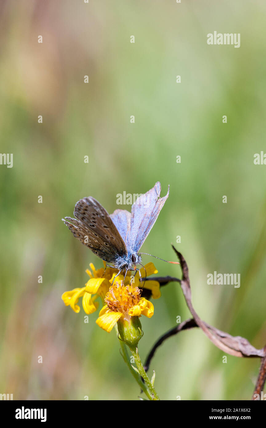 Comune usurati blue butterfly nectaring sul fiore giallo Foto Stock
