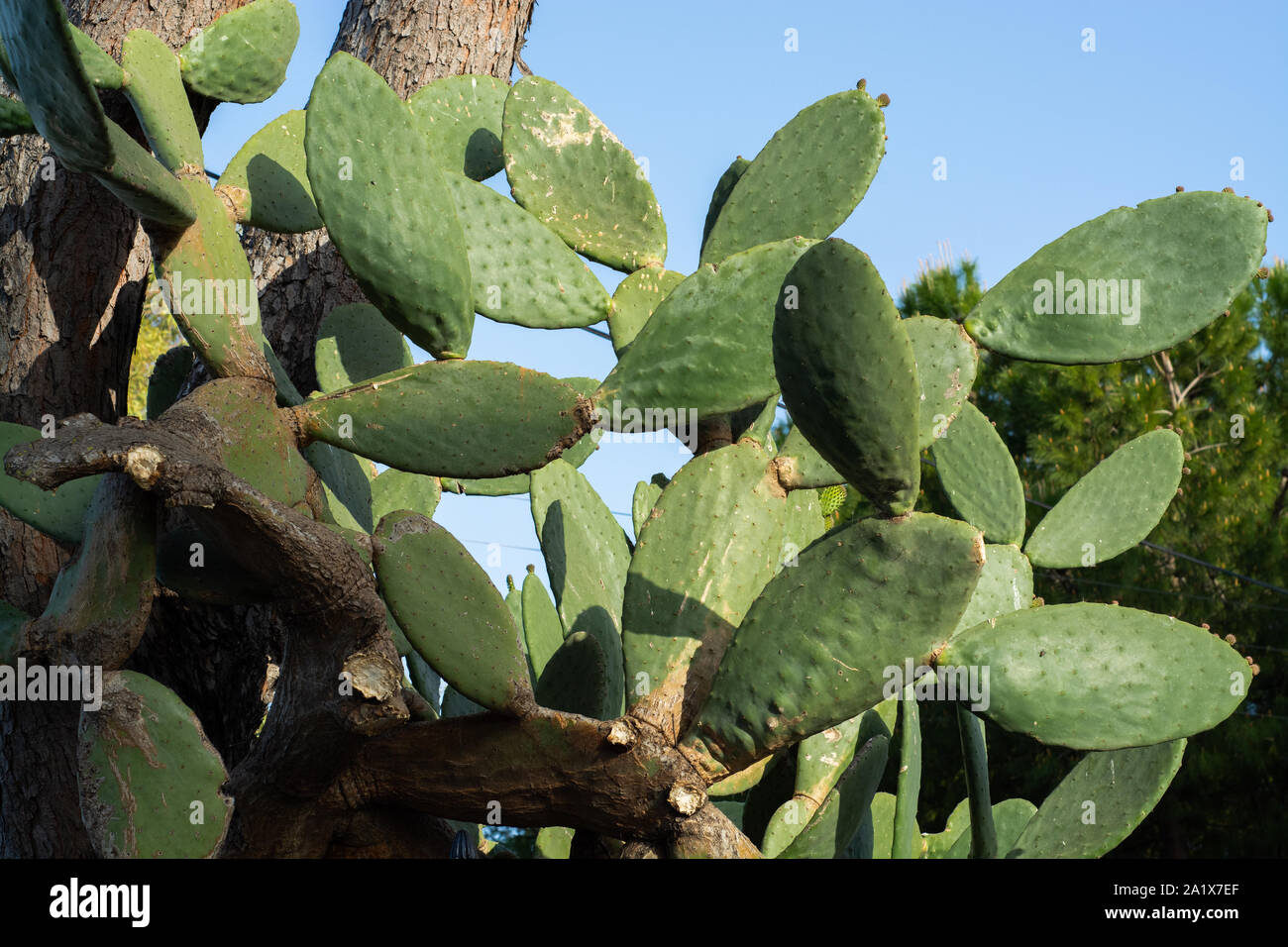 L' Opuntia cactus. Layout creativi. Stile minimal ancora in vita. Foto Stock
