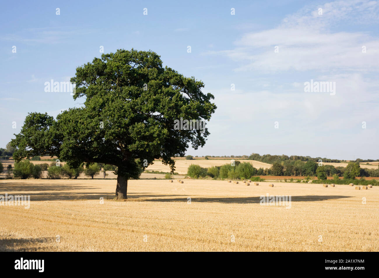 Quercus tree in inglese il paesaggio in estate Foto Stock