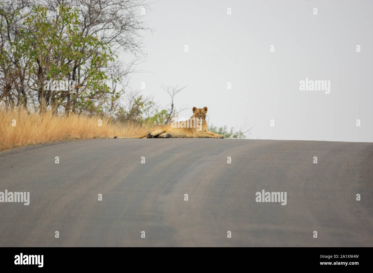 Un leone nel Parco Nazionale di Kruger, Sud Africa Foto Stock