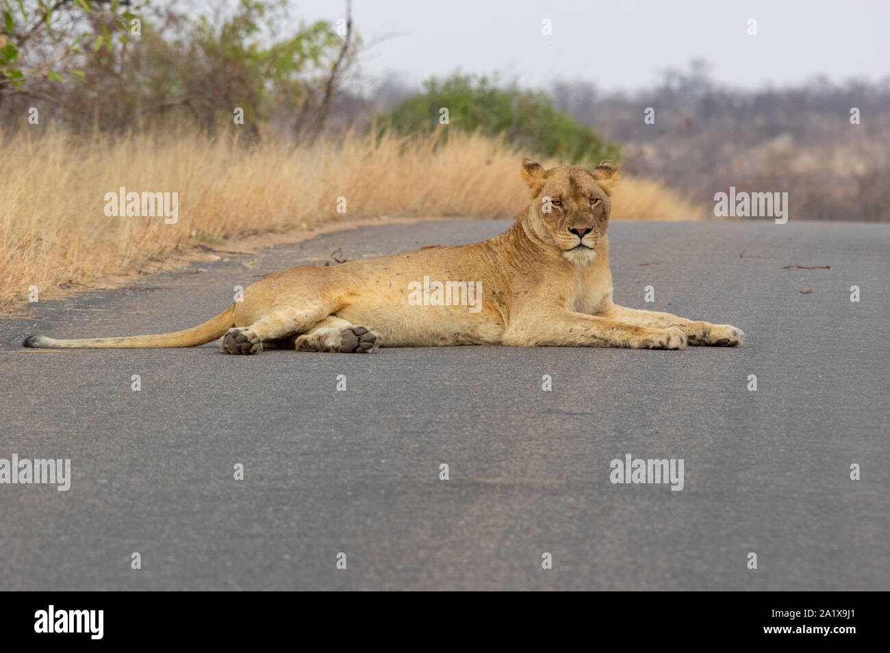 Un leone nel Parco Nazionale di Kruger, Sud Africa Foto Stock
