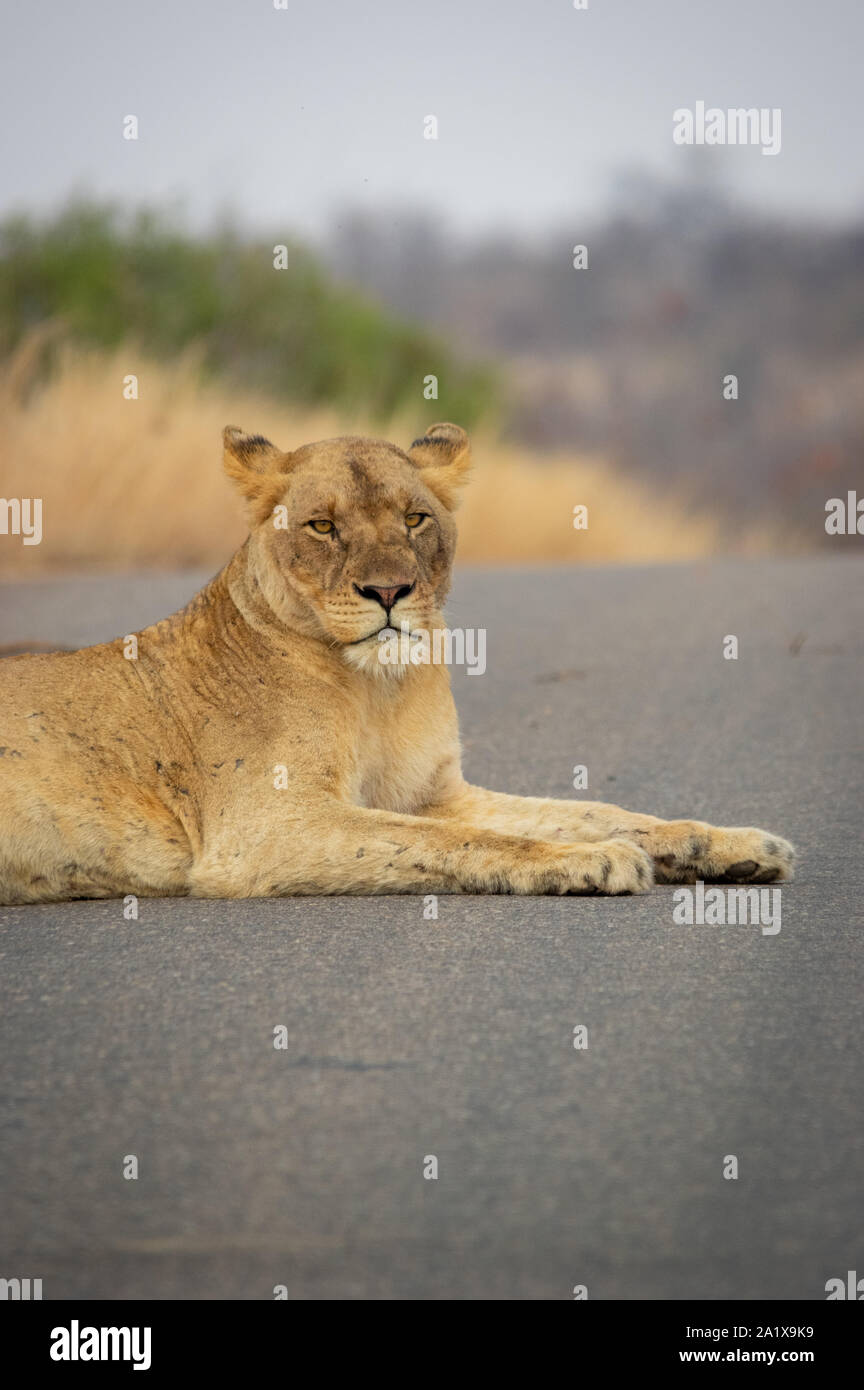 Un leone nel Parco Nazionale di Kruger, Sud Africa Foto Stock