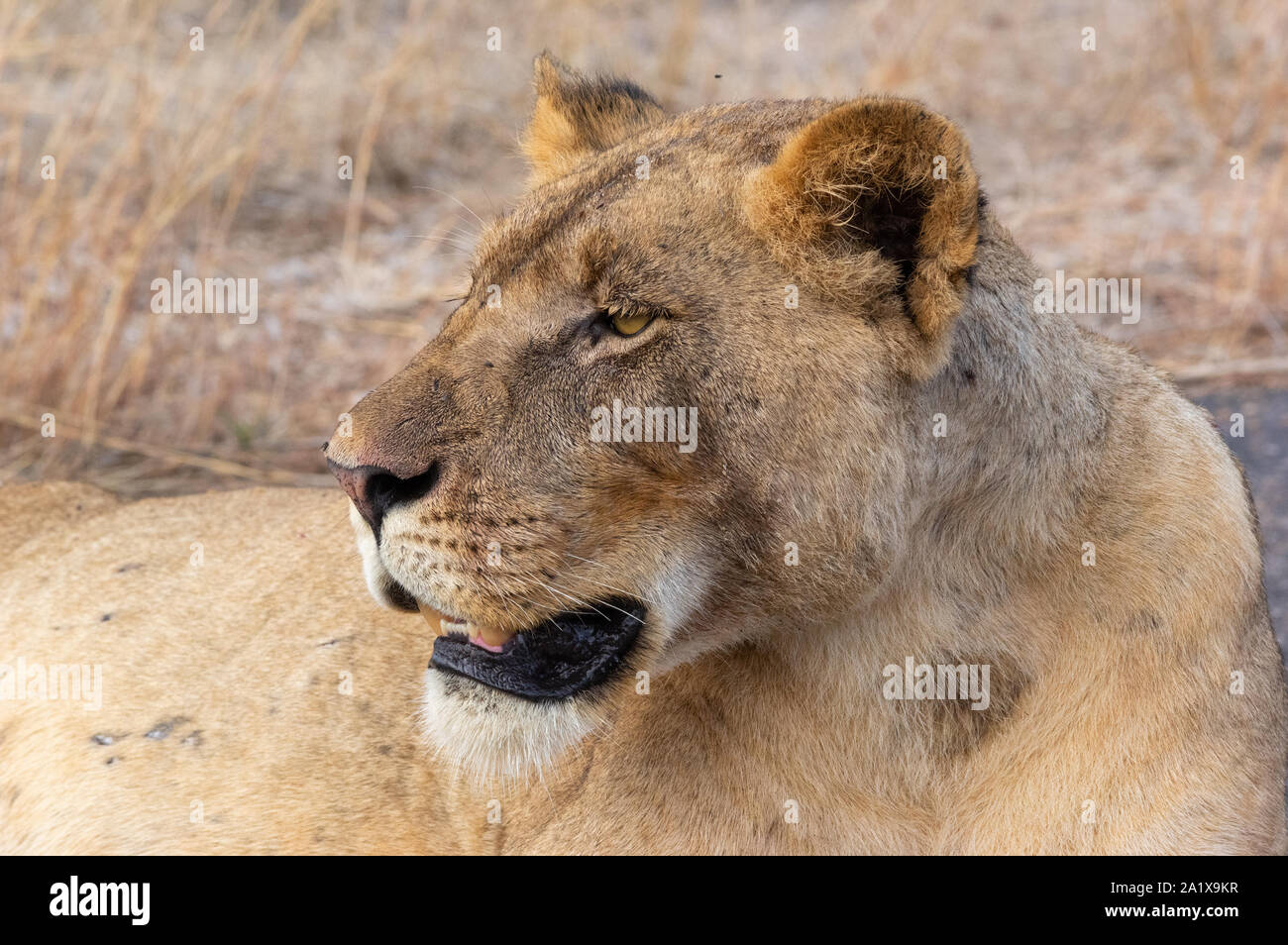 Un leone nel Parco Nazionale di Kruger, Sud Africa Foto Stock