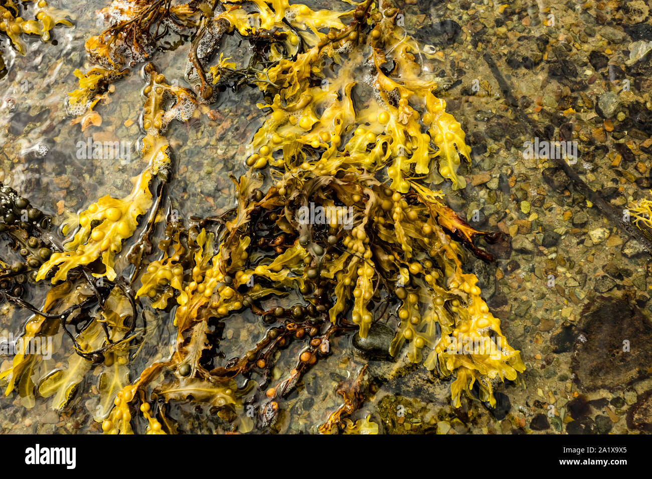 Colorate, fresche Fucus alga, lavato fino a isola delle Ebridi, Scozia. Concetto: la salute e la natura. Paesaggio, orizzontale. Spazio per la copia. Foto Stock