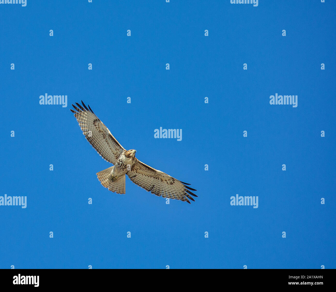 Rough-zampe poiana volteggiare in aria Foto Stock