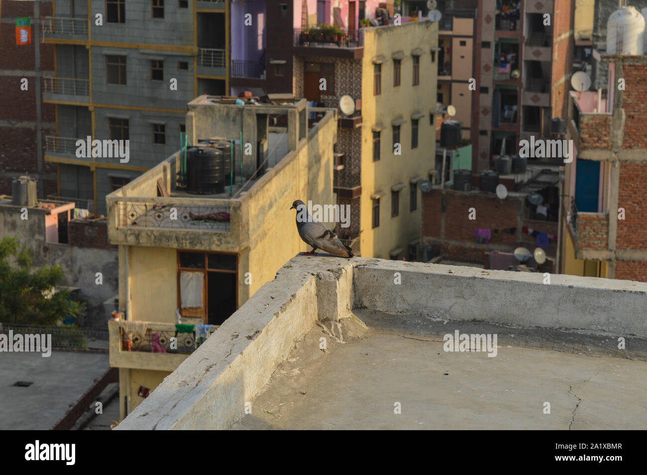 Un piccione ha deciso di lasciare il suo nido a causa di persone a tagliare gli alberi e rendendo la città inquinate. Foto Stock