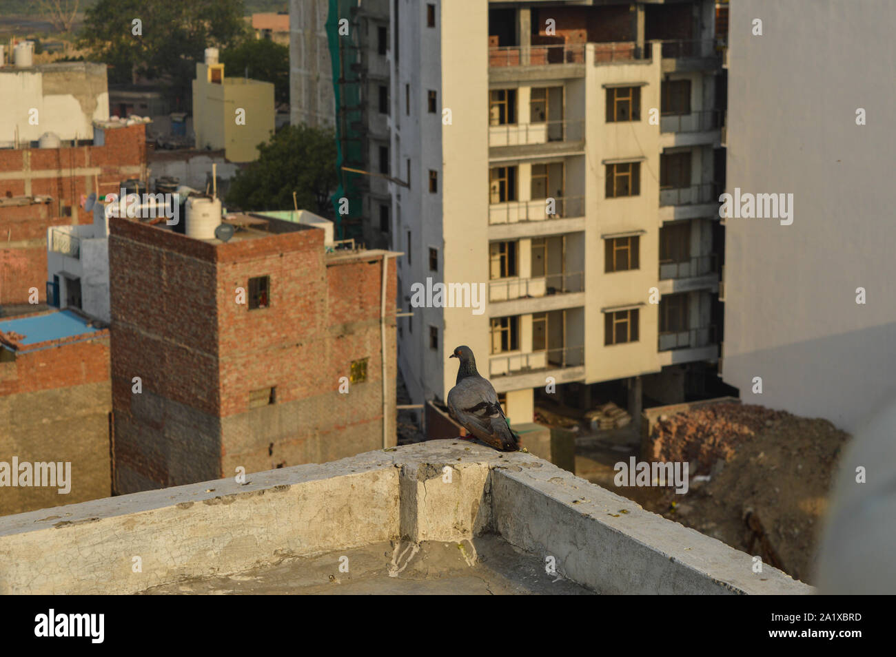Un piccione ha deciso di lasciare il suo nido a causa di persone a tagliare gli alberi e rendendo la città inquinate. Foto Stock