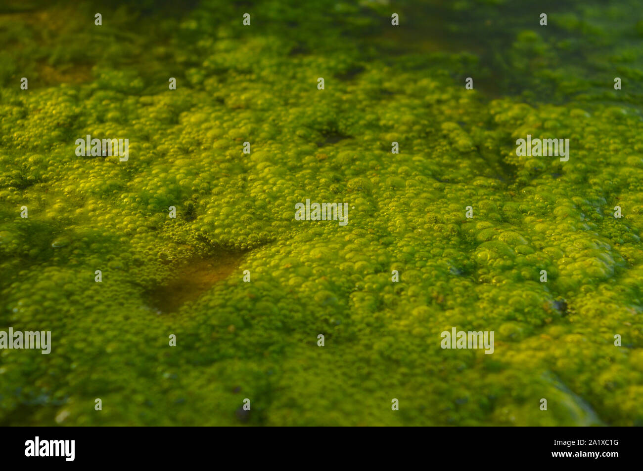 Un micro-shot di muschio verde a bolla di mattina. Foto Stock