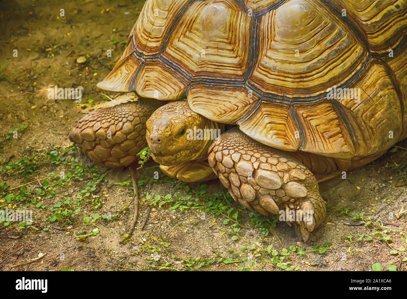 Tartaruga Sulcata sulla sabbia ad una natura dello sfondo. Foto Stock