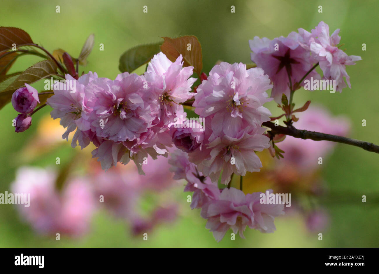 Rosa pallido di fiori di ciliegio e ciliegio lascia contro il sole Foto Stock