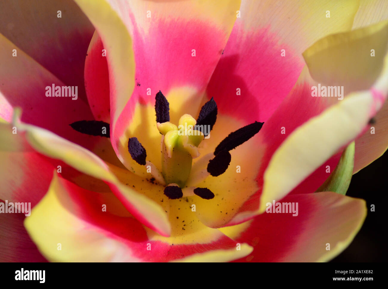 Crema bianca e rosa tulip, mostra all'interno del fiore, con stami nero Foto Stock